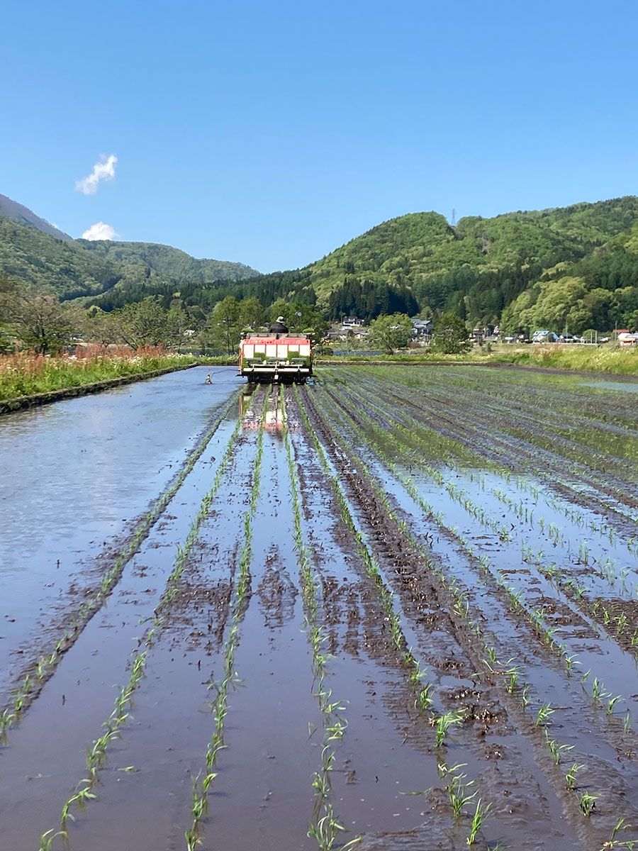 田植え3