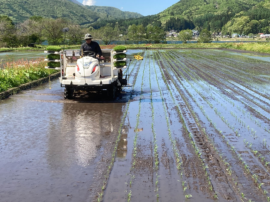 田植え4