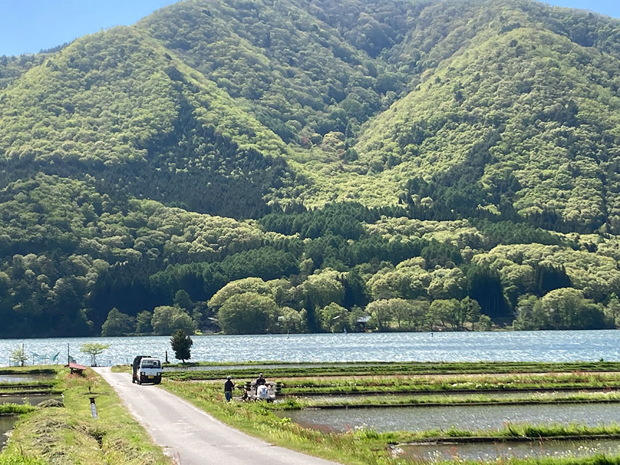 田植え5