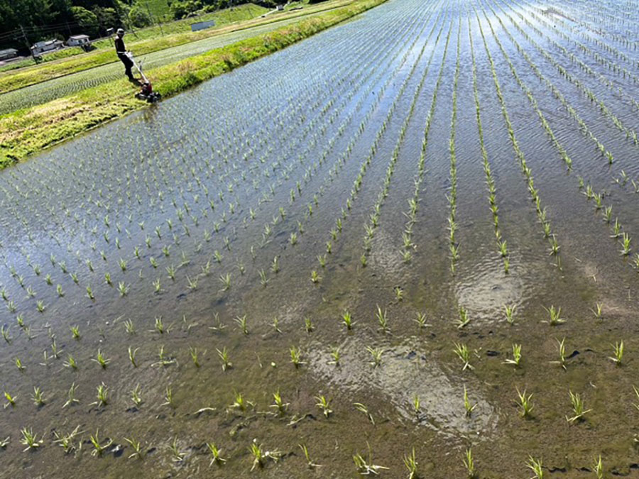 田植え2