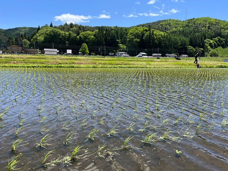 田植え3