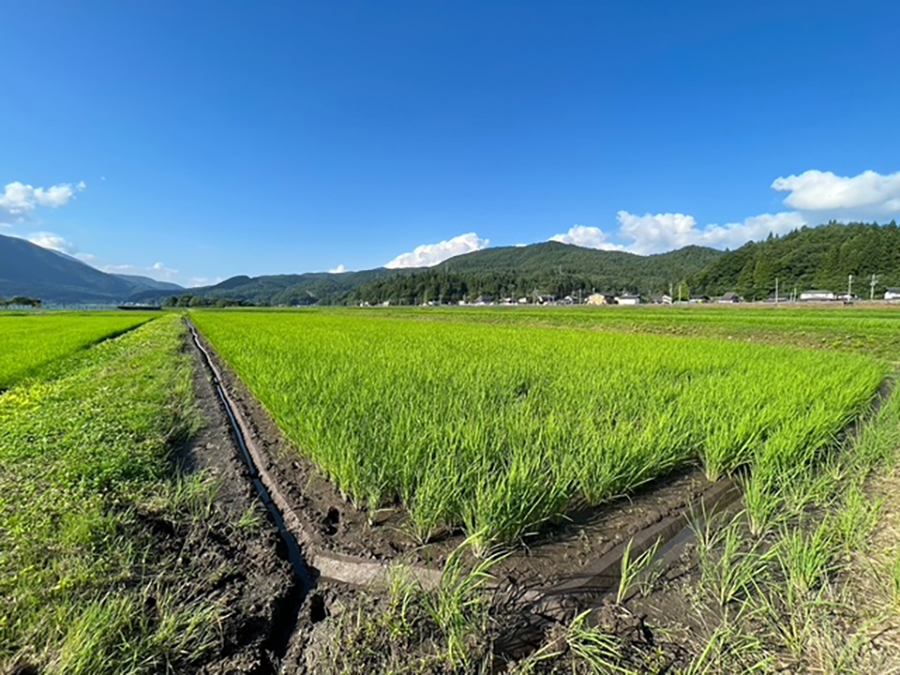 中干し・溝切り2