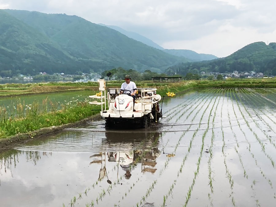 田植え3