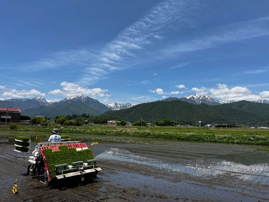 田植え3